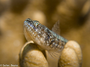 Small lizardfish by Beate Seiler 